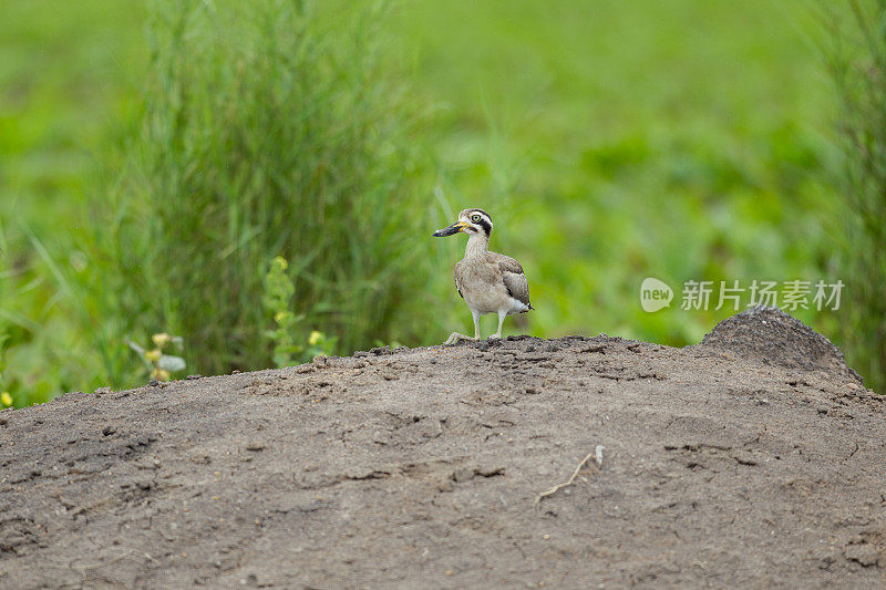 涉禽:成年大粗膝鹬(Esacus recurvirostris)，又称大石杓鹬。